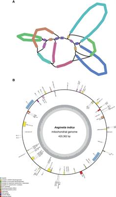 Highly active repeat-mediated recombination in the mitogenome of the holoparasitic plant Aeginetia indica